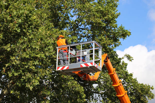 The Steps Involved in Our Tree Care Process in Sneads Ferry, NC